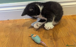 Mixed Breed cats for sale: 3 Beautiful Black and White Tuxedo Kittens  - Image 3