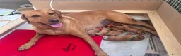 Labrador Retriever dogs for sale: KC registered Fox Red Labrador Puppies - Advert 3