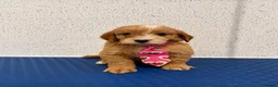 Cockapoo dogs for sale: Beautiful F1 cockapoo puppies  - Advert 1