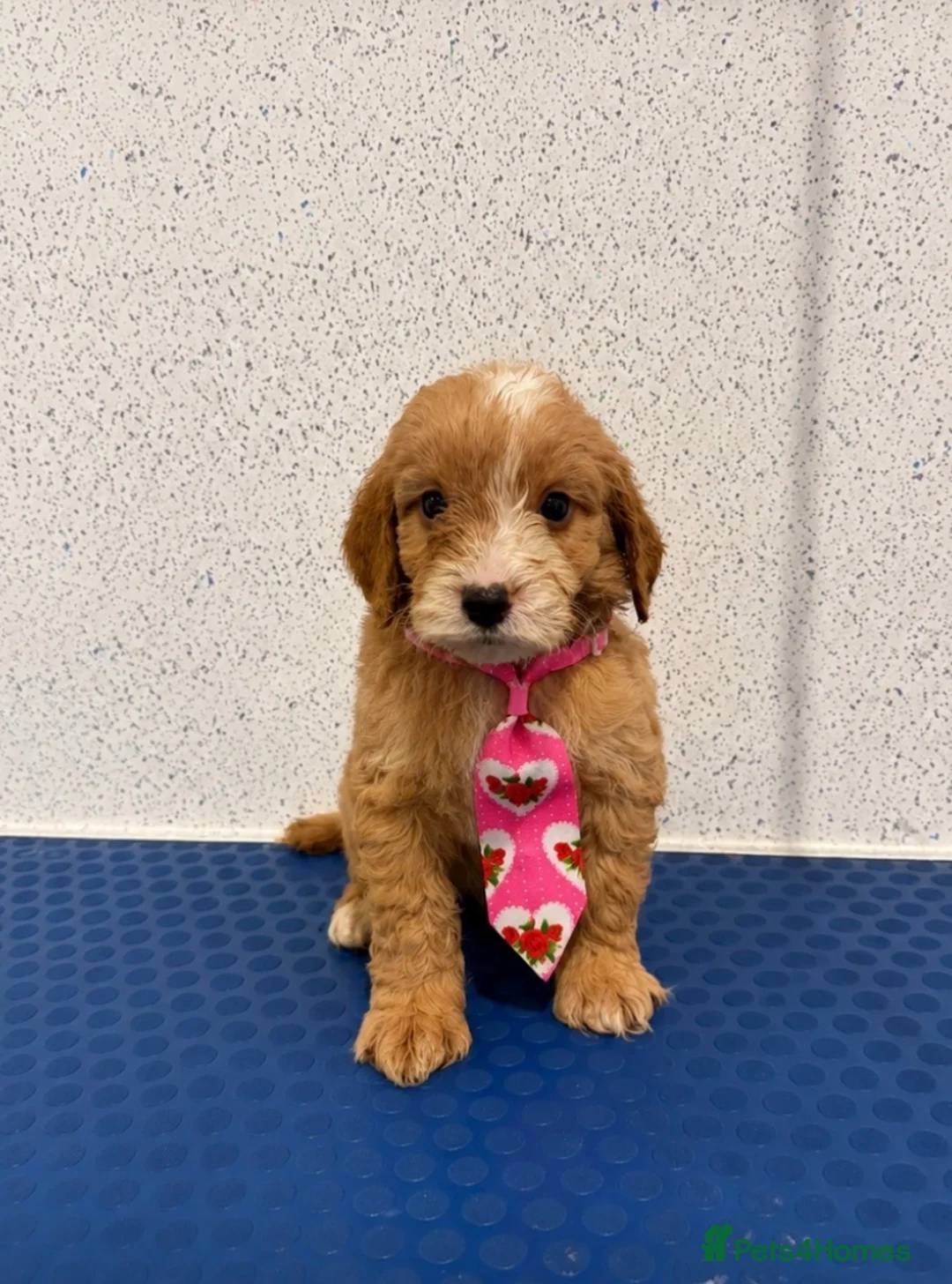 Cockapoo dogs for sale: Beautiful F1 cockapoo puppies  - Advert 1