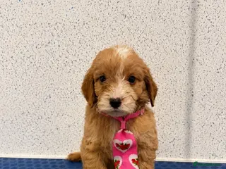 Cockapoo dogs Beautiful F1 cockapoo puppies - Advert 2