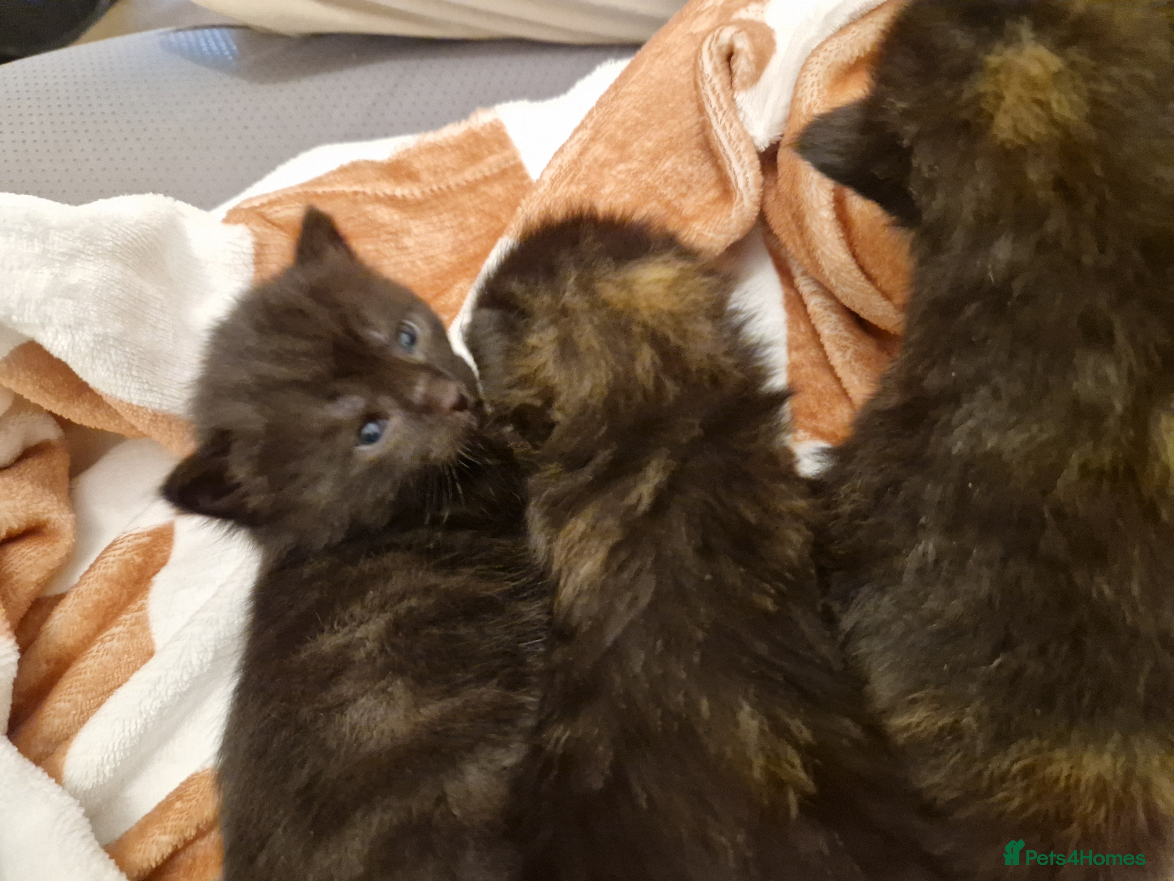 Mixed Breed cats Beautifull Half- Ragdolls kittens 🐱✨ - Advert 1