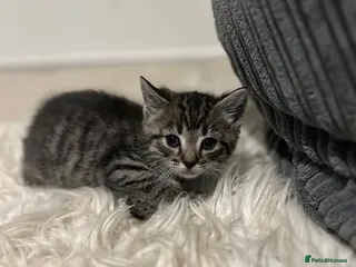 Mixed Breed cats Female Tabby kittens - Advert 1