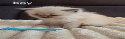 Ragdoll cats for sale: Ragdoll Kittens for sale - Advert 3