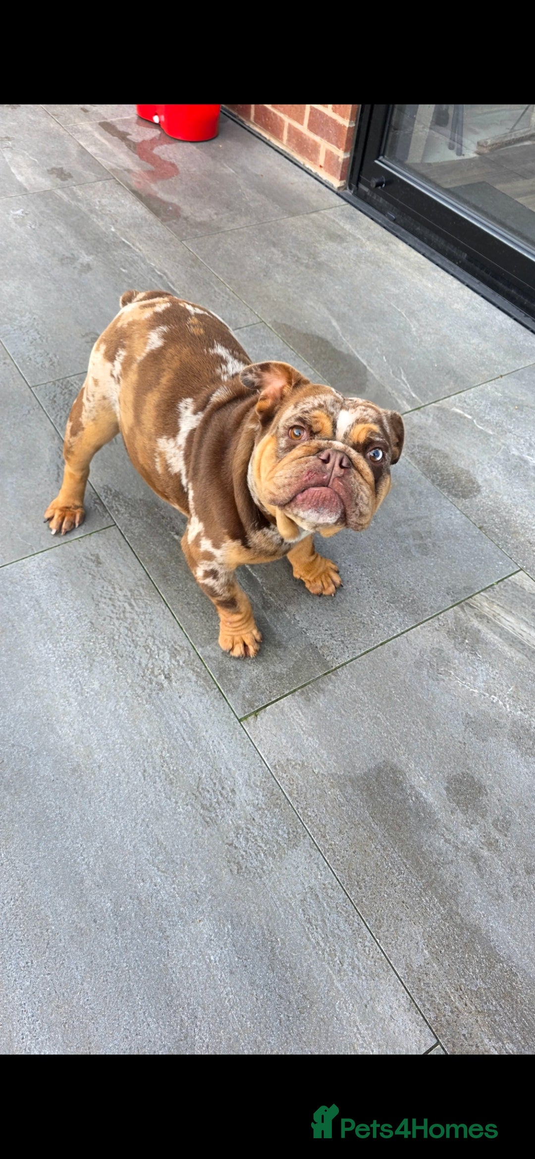 English Bulldog dogs for sale: Choc merle english bulldog female - Advert 1