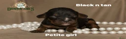 Cavalier King Charles Spaniel dogs for sale: Donna Jays Petite Cavaliers 🌟🌟🌟🌟🌟 - Advert 5