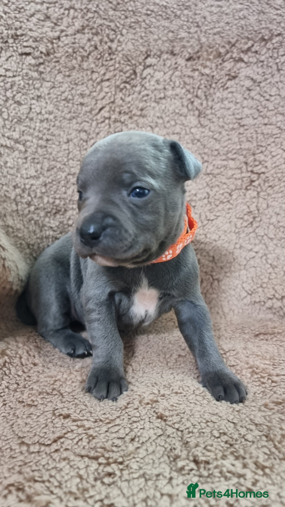Staffordshire Bull Terrier dogs for sale: Dewellsblue - Advert 12