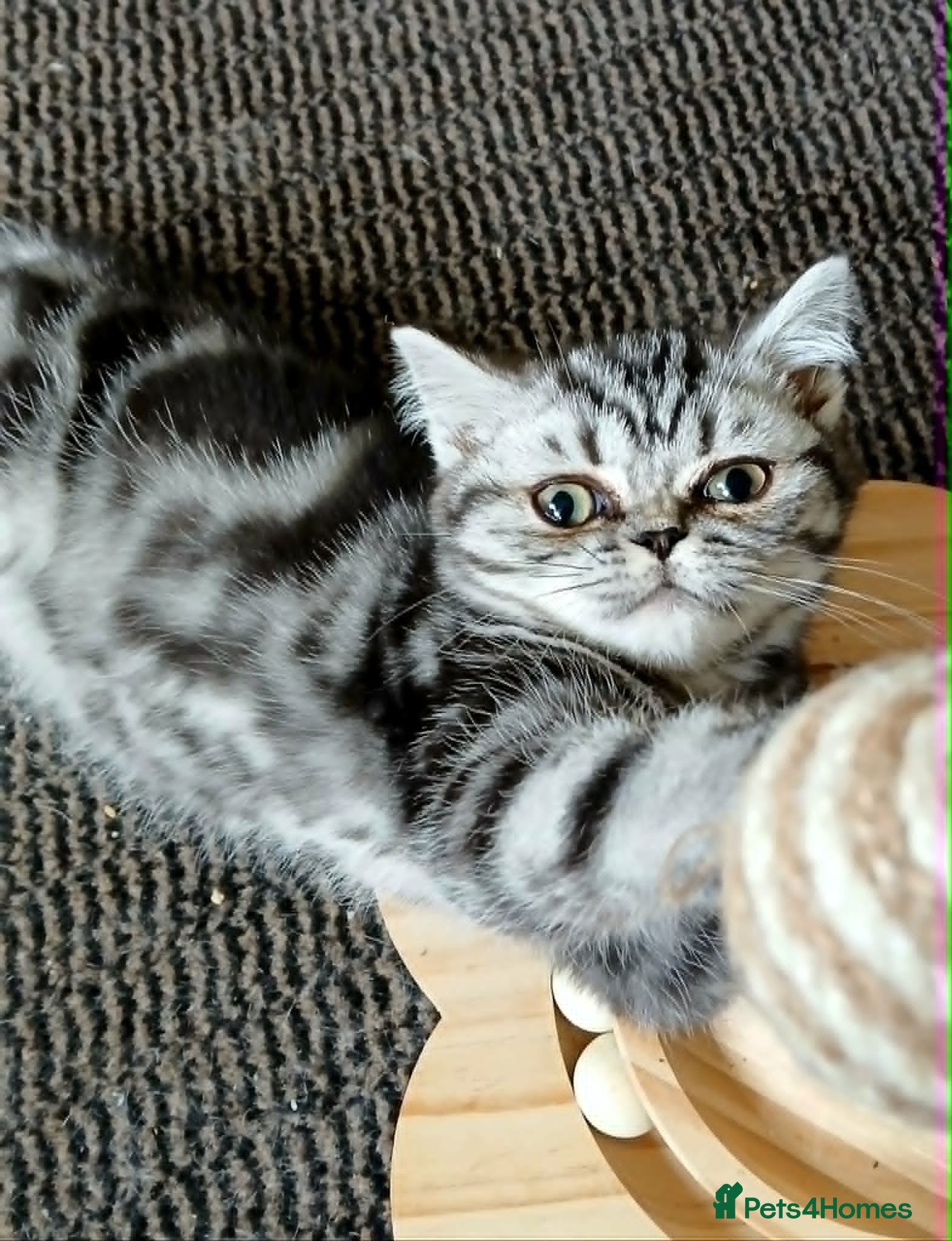 British Shorthair cats Bsh. Silver  Tabby  kitten. - Advert 6