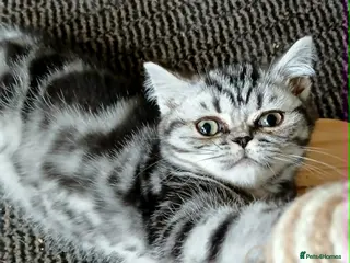 British Shorthair cats Bsh. Silver Tabby kitten. - Advert 6