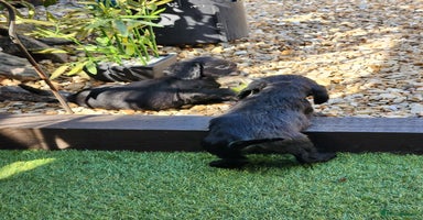 Sprocker dogs - Advert 3
