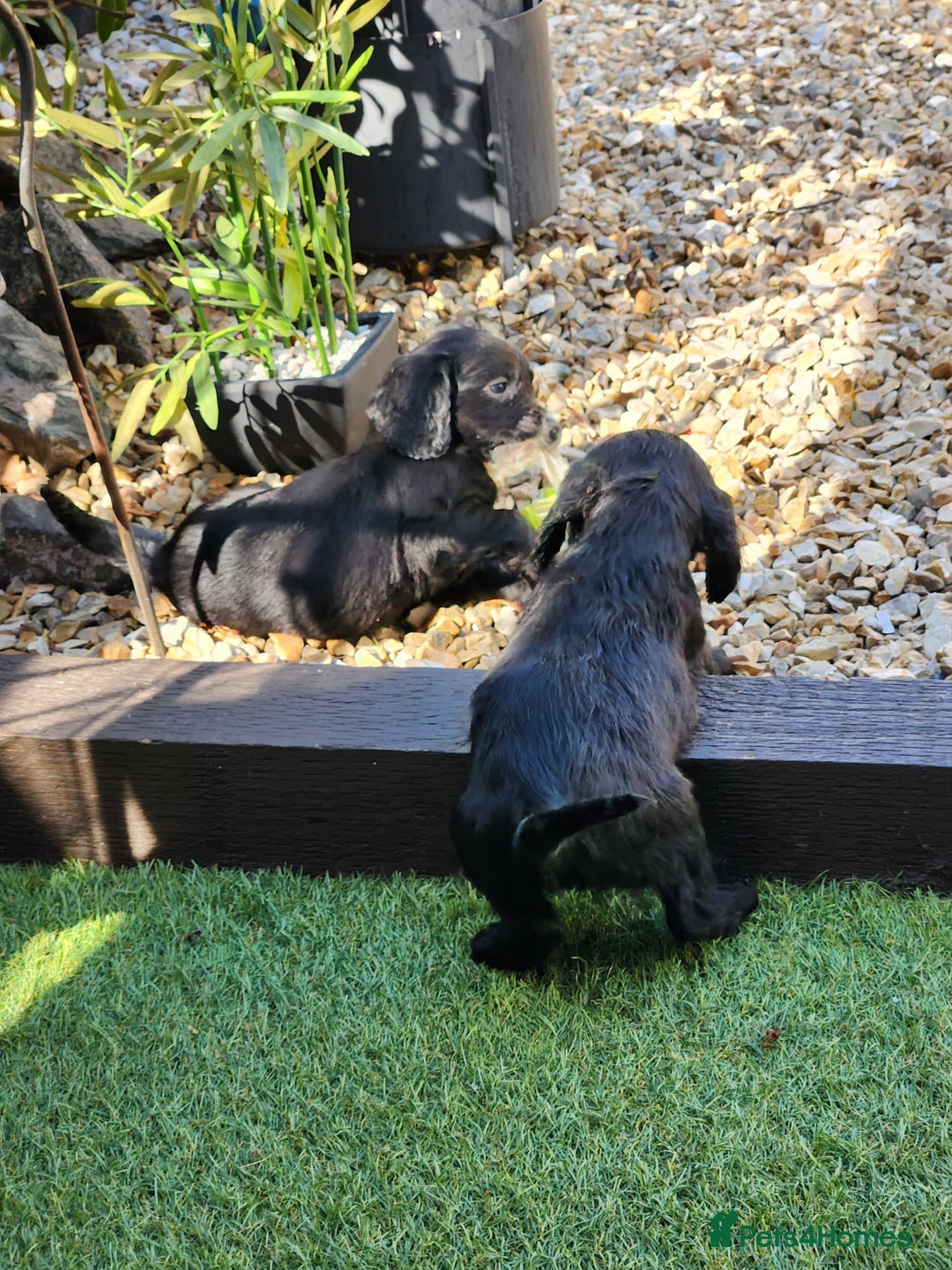 Sprocker dogs for sale: SPROCKER PUPPIES  - Image 2