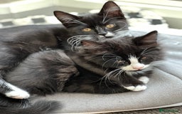 Maine Coon cats for sale: Black and white fluffy felix and coco - Image 1