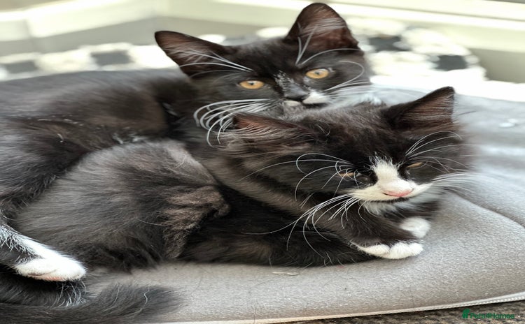 Maine Coon cats - Advert 8