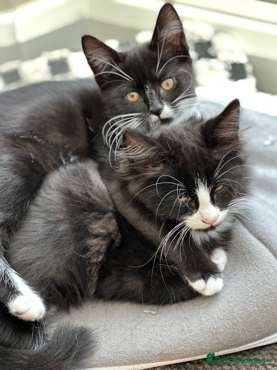 Maine Coon cats for sale: Black and white fluffy felix and coco - Image 1
