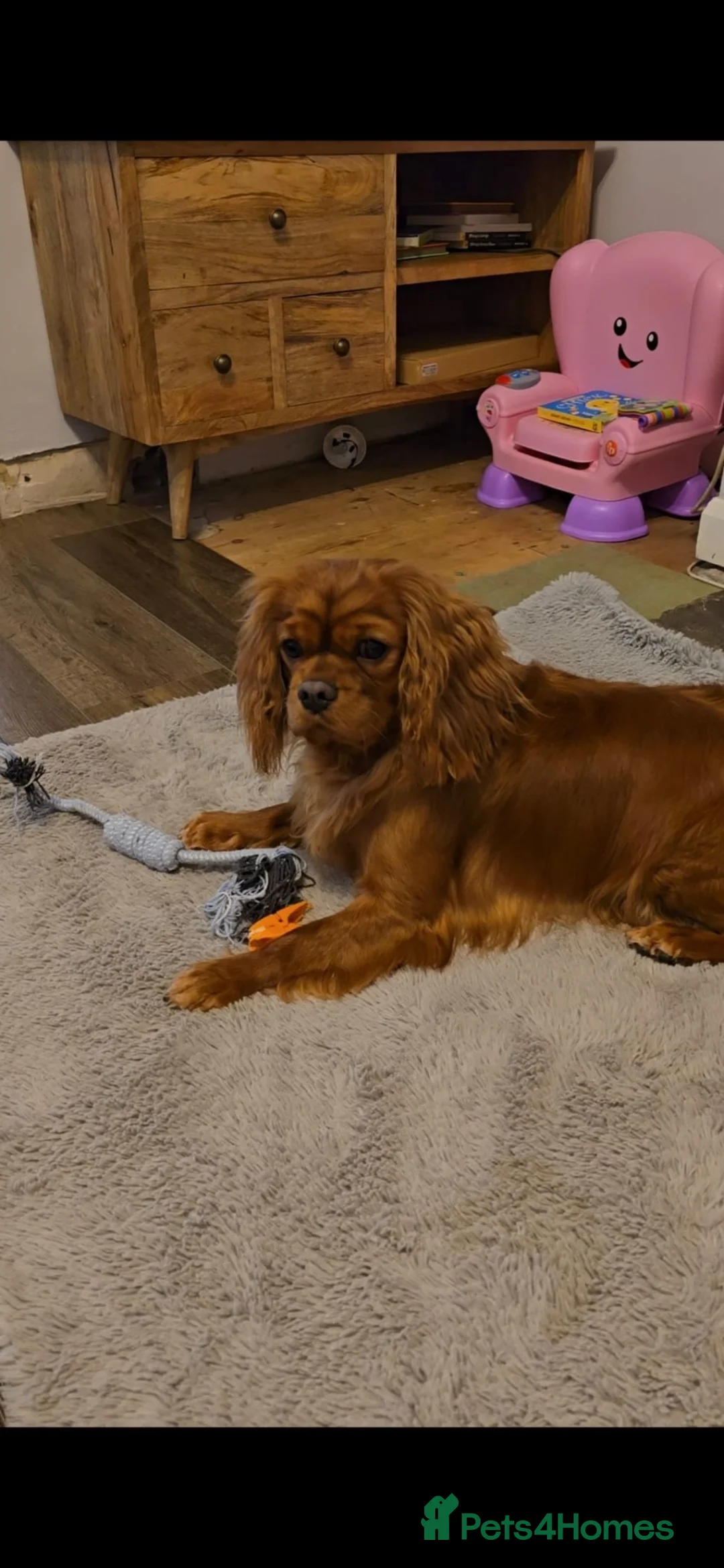 Cavalier King Charles Spaniel dogs for sale: King Charles cavalier  - Advert 1