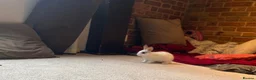 Mixed Breed rabbits for sale: Bunnies for sale  - Advert 12