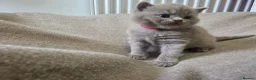 British Shorthair cats for sale: Beautiful Bsh kittens  - Advert 5