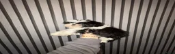 Shih Tzu dogs for sale:  2 kc reg shih tzh ready to go  - Advert 3