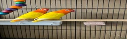 Lovebirds birds for sale: Lutino for sale - Advert 4