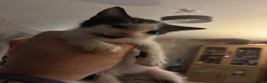 Mixed Breed 2