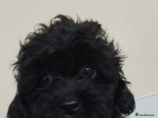 Shihpoo dogs Last f1b shihpoo left £850 - Advert 8