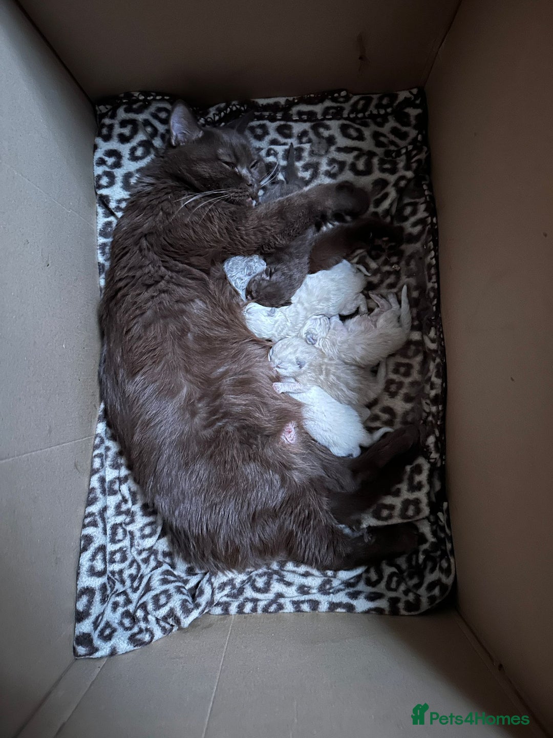 British Shorthair cats for sale: British shorthair and longhair  - Image 12
