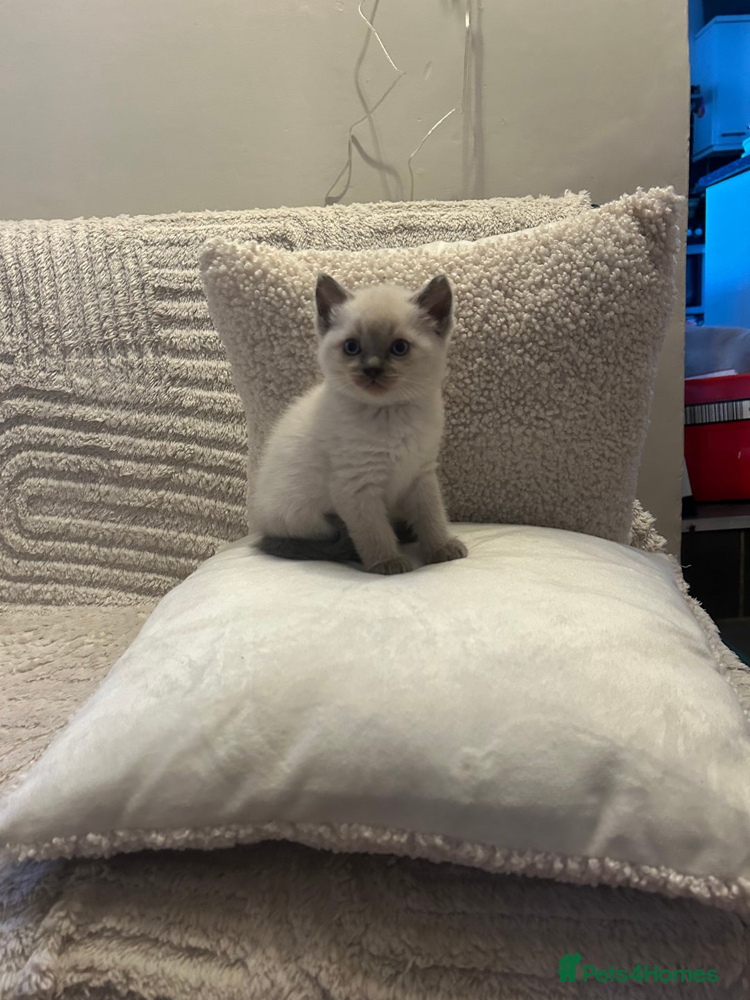 Ragdoll cats for sale: Beautiful Ragdoll x British short hair kittens - Advert 1