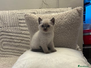 Ragdoll cats Beautiful Ragdoll x British short hair kittens - Advert 1