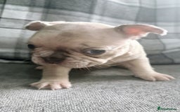 French Bulldog dogs for sale: French bulldog  - Image 21
