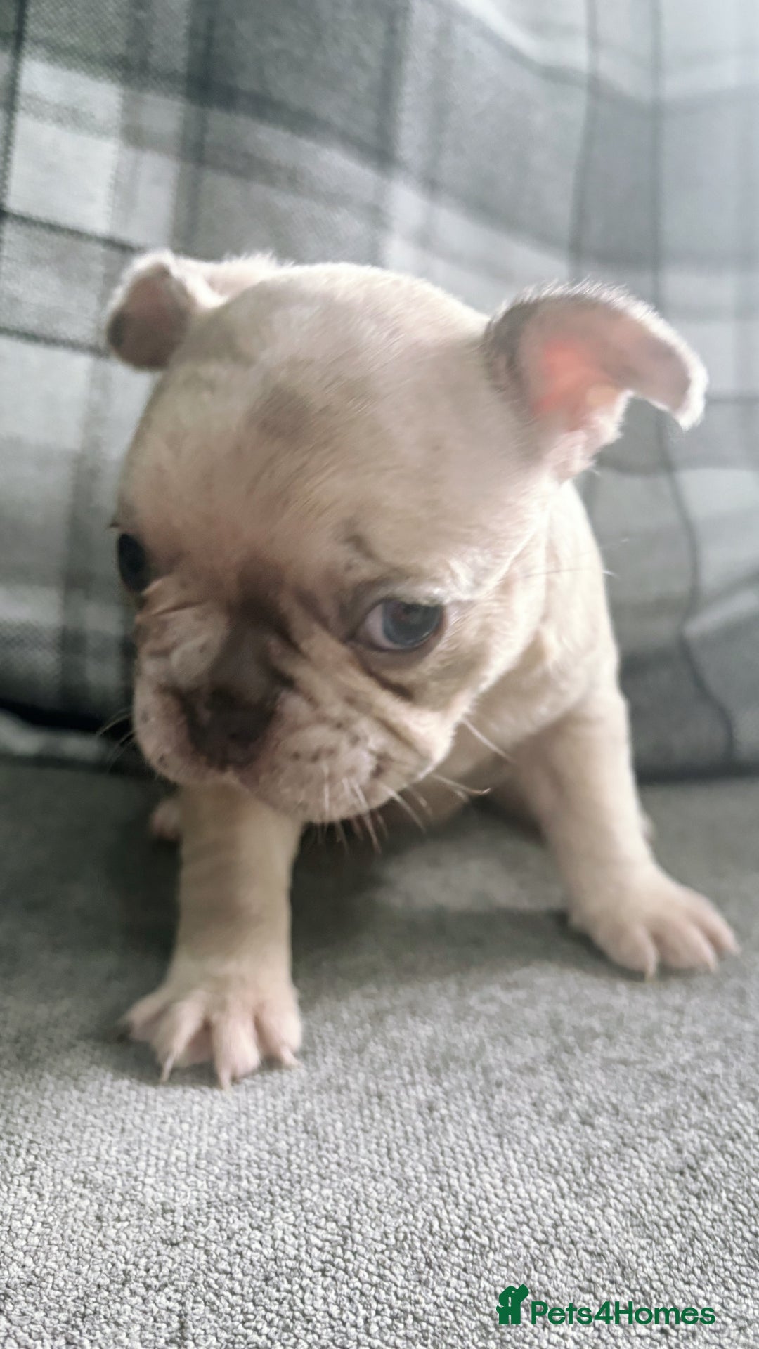 French Bulldog dogs for sale: French bulldog  - Image 21