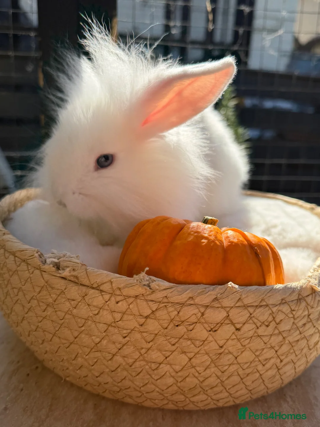 Mini Lop rabbits for sale: 2 male mini lops looking for forever home.  - Advert 1