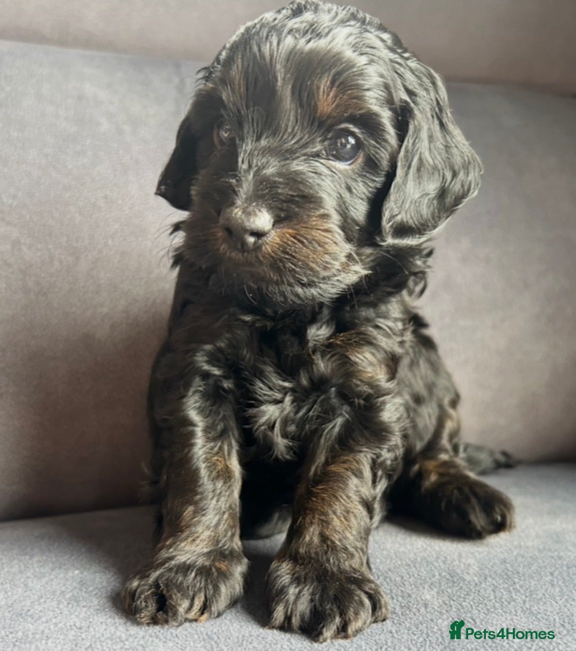 Cockapoo dogs Cockapoos - 1 phantom (black/ginger) boy available - Advert 5