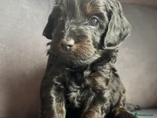 Cockapoo dogs Cockapoos - 1 phantom (black/ginger) boy available - Advert 5