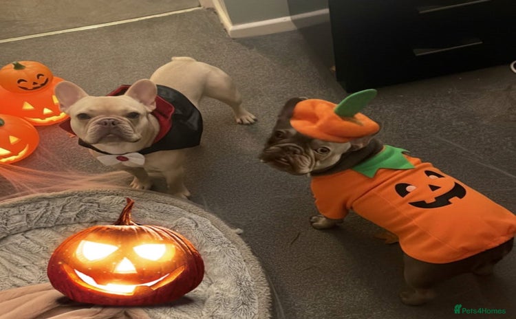 French Bulldog dogs - Advert 33