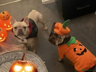 French Bulldog dogs - Advert 28