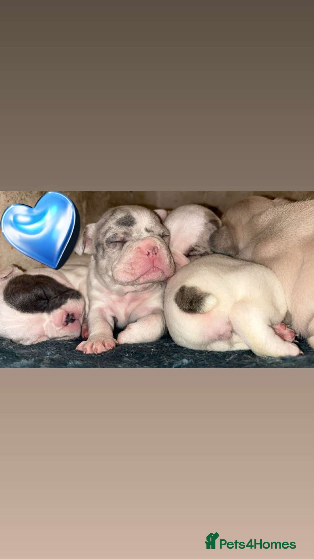 French Bulldog dogs for sale: French bullDog pups - Advert 12