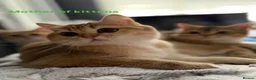 Scottish Fold cats for stud: Scottish Straight Male Stud – “Poopsie”  - Advert 10