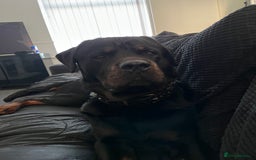 Mixed Breed dogs for sale: Corso weilers  - Image 5