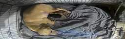 Cocker Spaniel dogs for adoption: cockerspaniel X - Advert 8