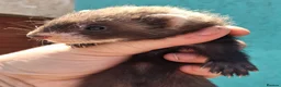 Ferret rodents for sale: Full and Semi angora kits  - Advert 17