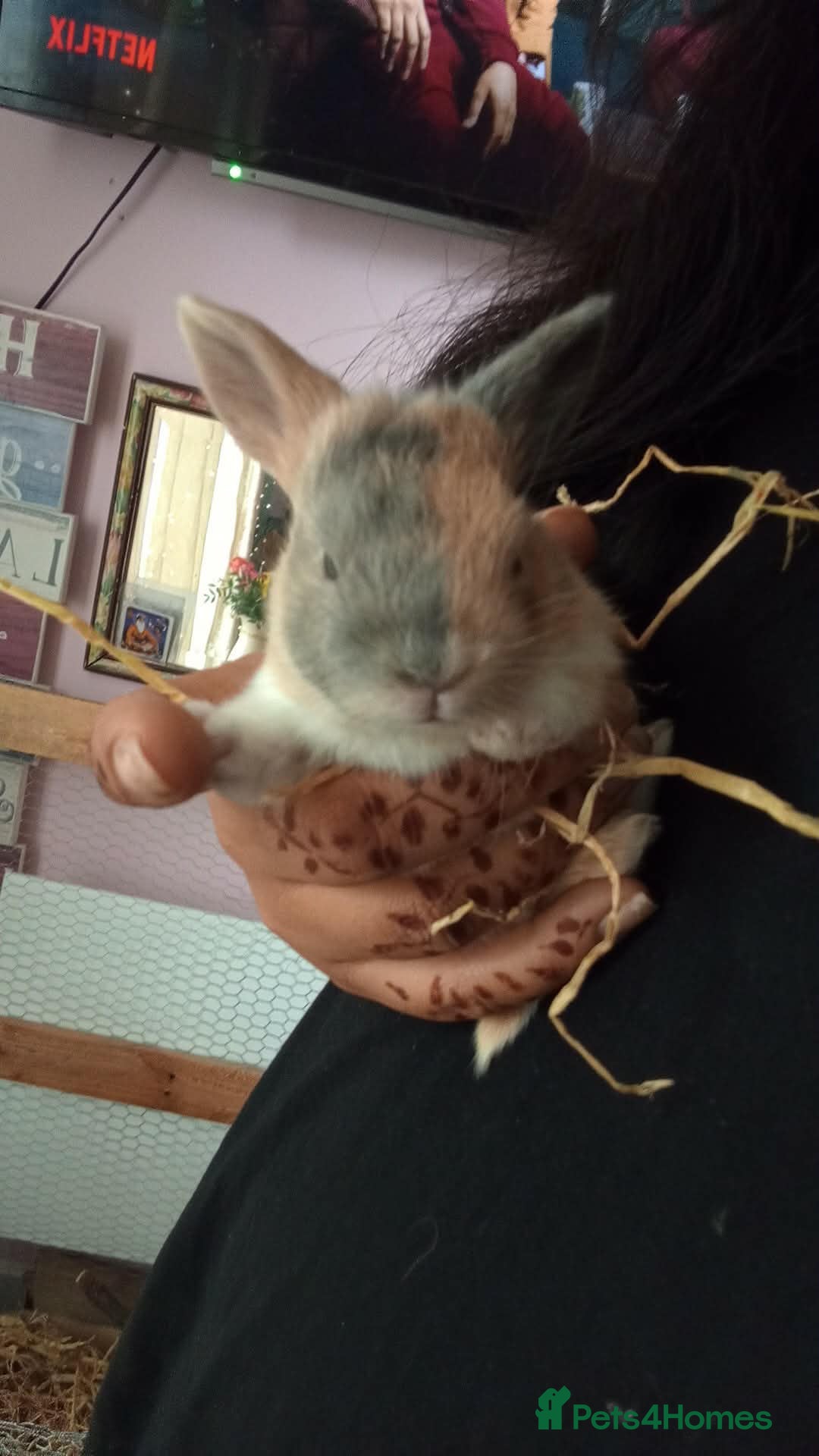 Mixed Breed rabbits RARE COLOURS - BEAUTIFUL baby rabbits!! - Advert 1