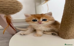Brazilian Shorthair cats for sale: Golden British Shorthair kittens - Image 18