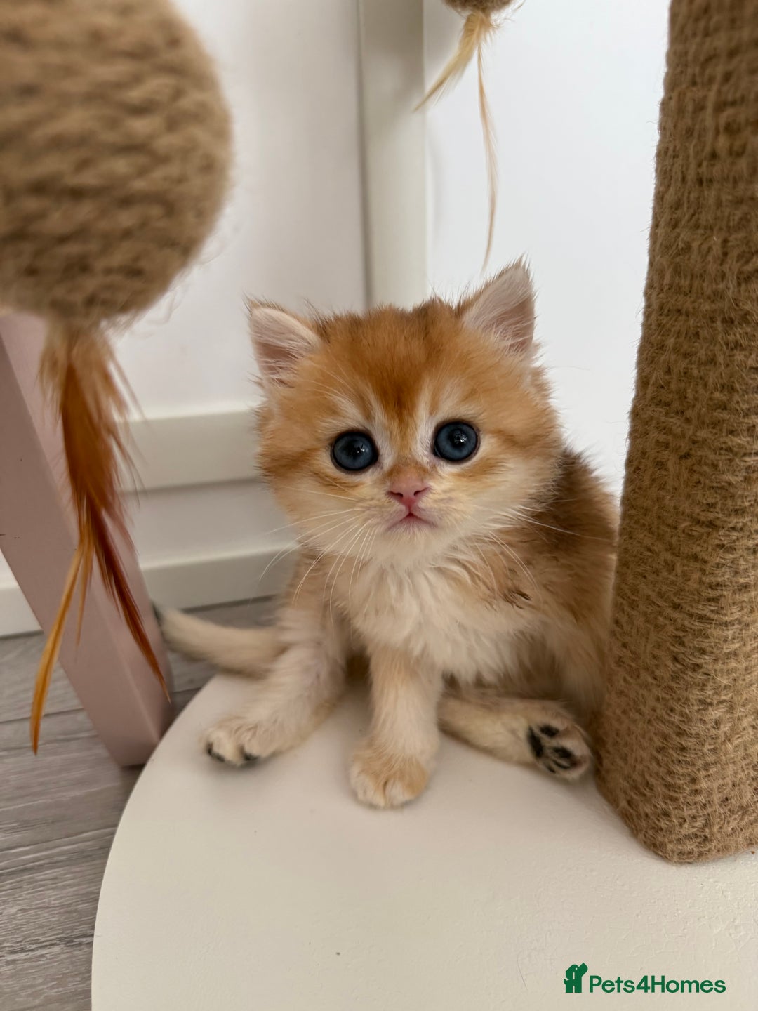 Brazilian Shorthair cats for sale: Golden British Shorthair kittens - Image 18