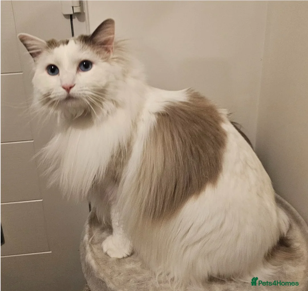 Ragdoll cats for sale: Freya Sweet and Calm Companion - Advert 2