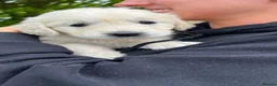 Golden Retriever dogs for sale: 🌟KC Reg cream Golden Retriever puppies due soon🌟 - Advert 12