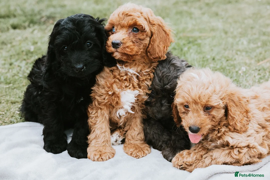 Cavapoo dogs for sale: F1 Miniature Cavapoo Puppies For Sale  in Sittingbourne - Advert 1