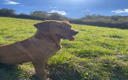 Labrador Retriever dogs for sale: Two Beautiful KC RegisteredLabrador Boys for Sale  - Image 6
