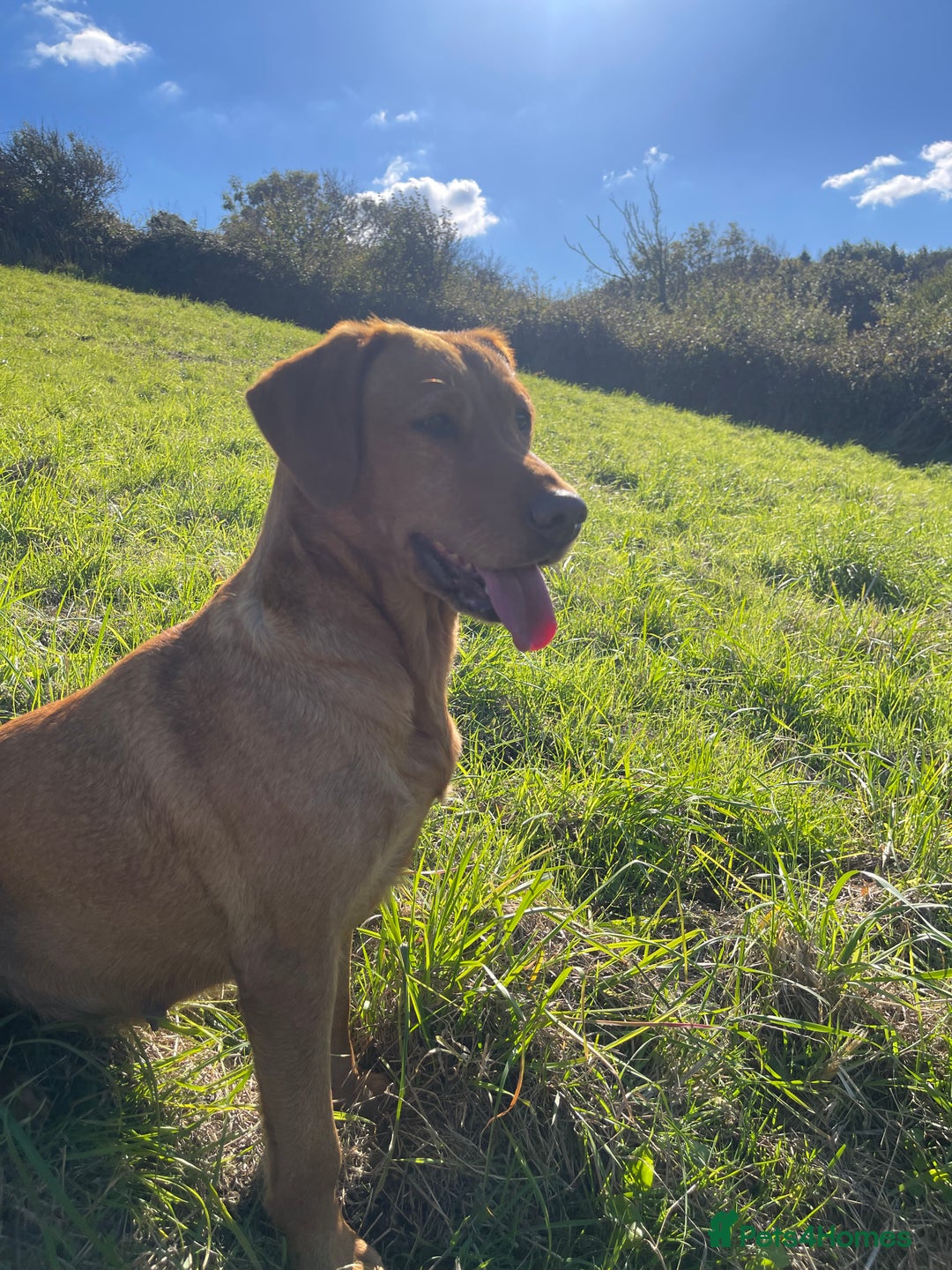 Labrador Retriever dogs for sale: Two Beautiful KC RegisteredLabrador Boys for Sale  - Image 6
