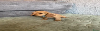 Cocker Spaniel 2
