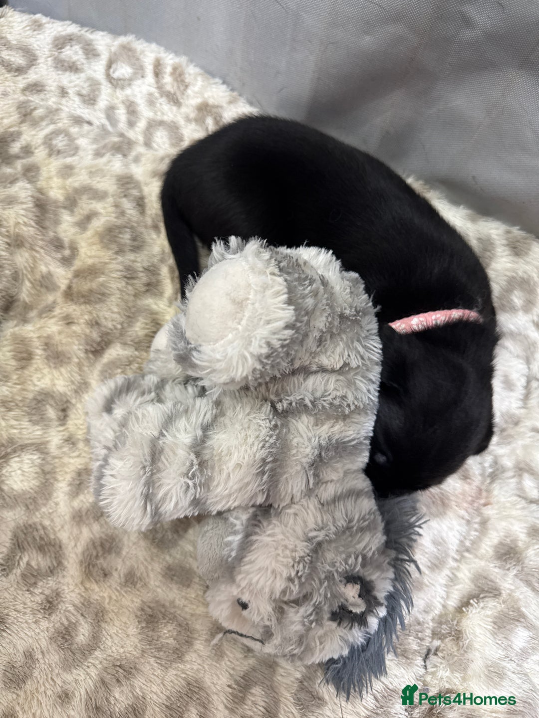 Labrador Retriever dogs for sale: Labrador puppies   - Advert 24